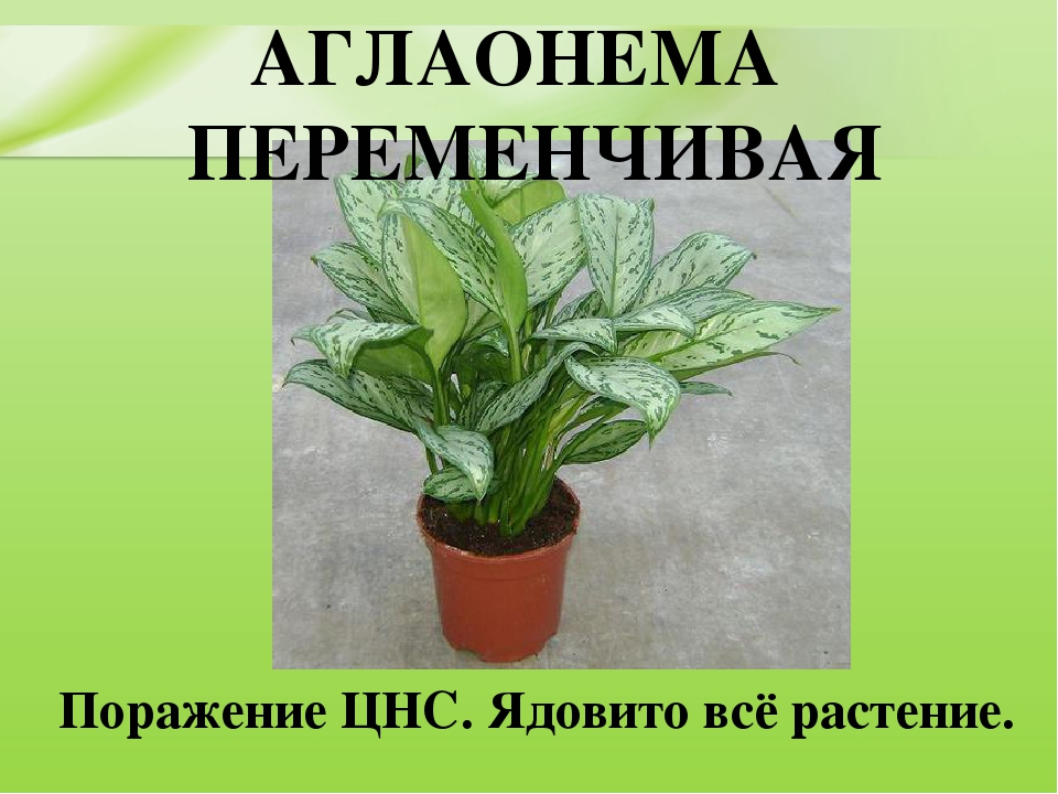 Презентация для дошкольников "Ядовитые растения"