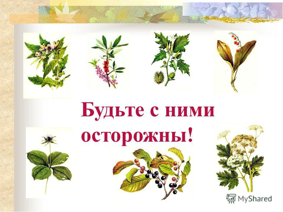 Презентация для дошкольников "Ядовитые растения"