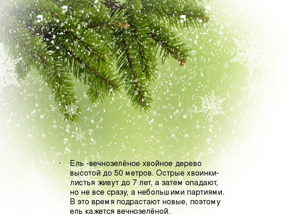 Презентация для дошкольников "Расскажите детям о ели"