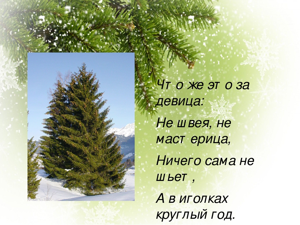 Предложение о ели. Интересное про ель. Интересные факты о ели для детей. Загадка про ели. Интересное про ель для детей.