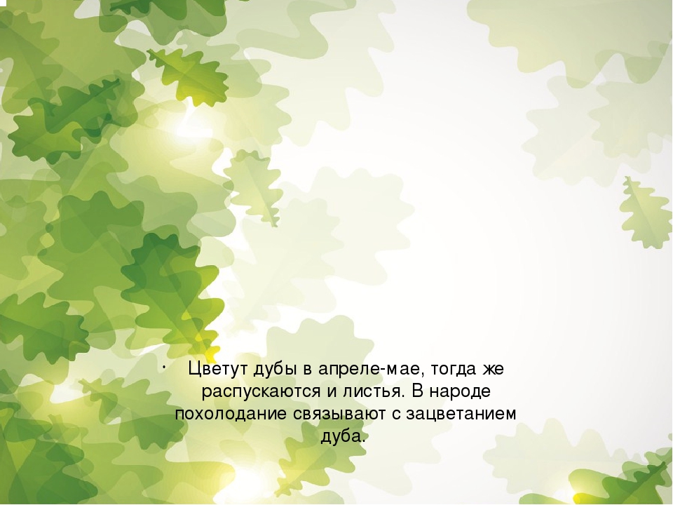 Презентация для дошкольников "Расскажите детям о дубе"