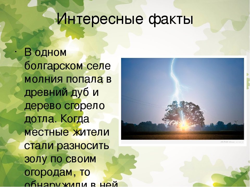 Презентация для дошкольников "Расскажите детям о дубе"
