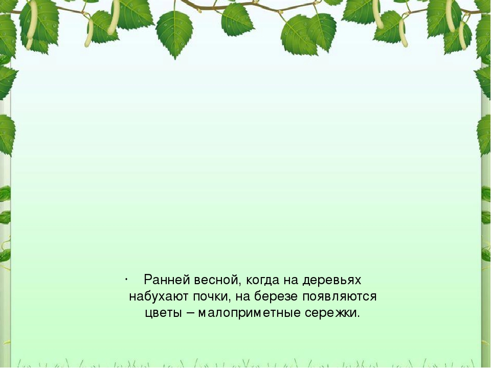 Презентация для дошкольников "Рсскажите детям о березе"