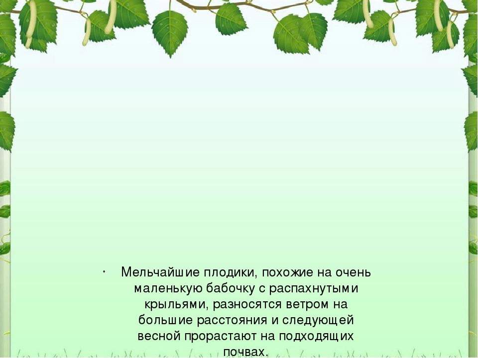 Презентация для дошкольников "Рсскажите детям о березе"