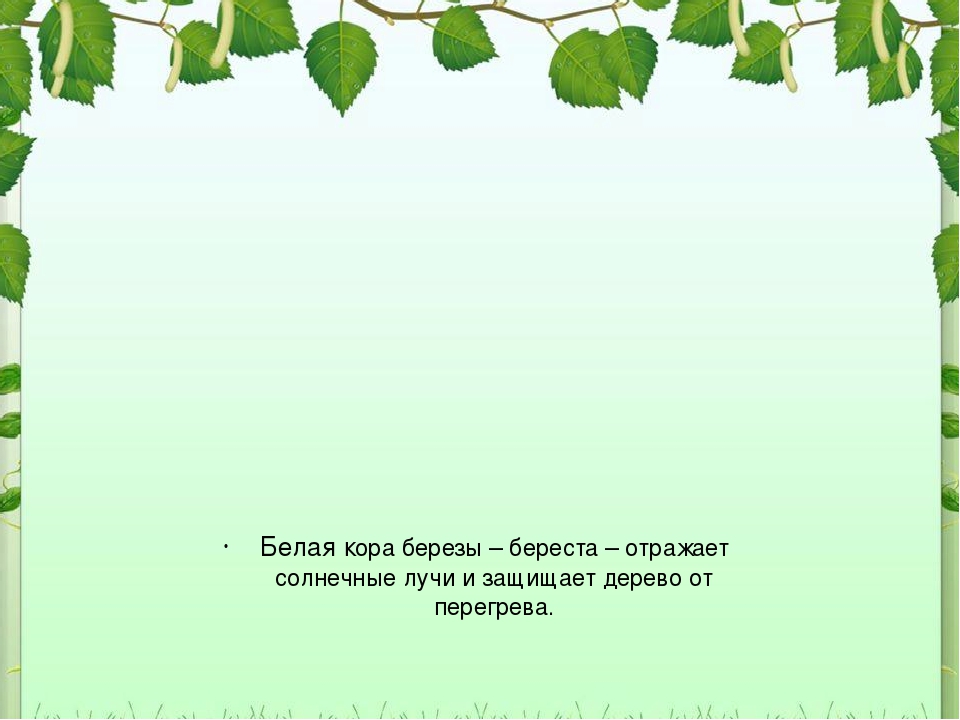 Презентация для дошкольников "Рсскажите детям о березе"