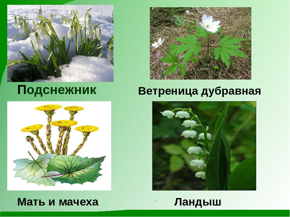 Презентация "К нам весна шагает"