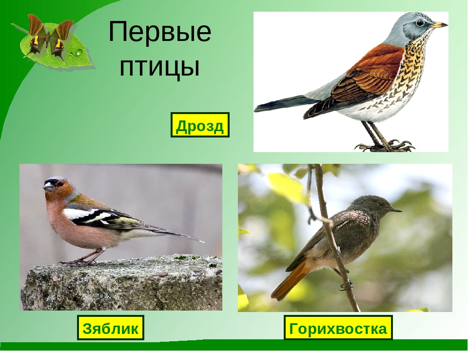 Презентация "К нам весна шагает"