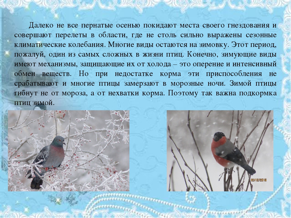 Презентация на тему "Акция Покормите птиц зимой"