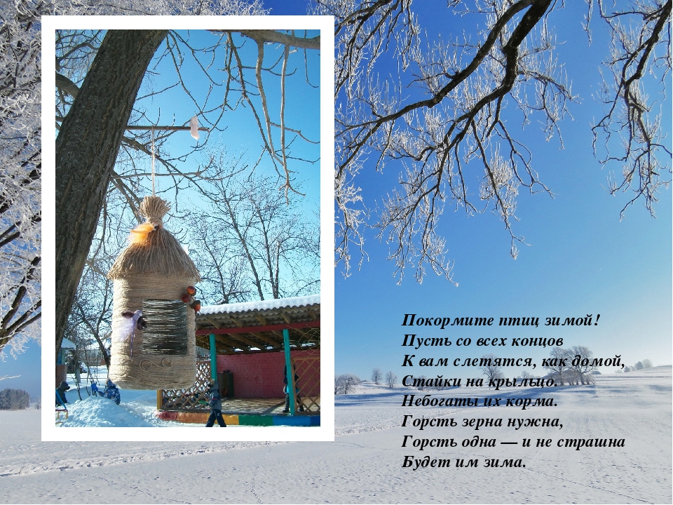 Презентация на тему "Акция Покормите птиц зимой"