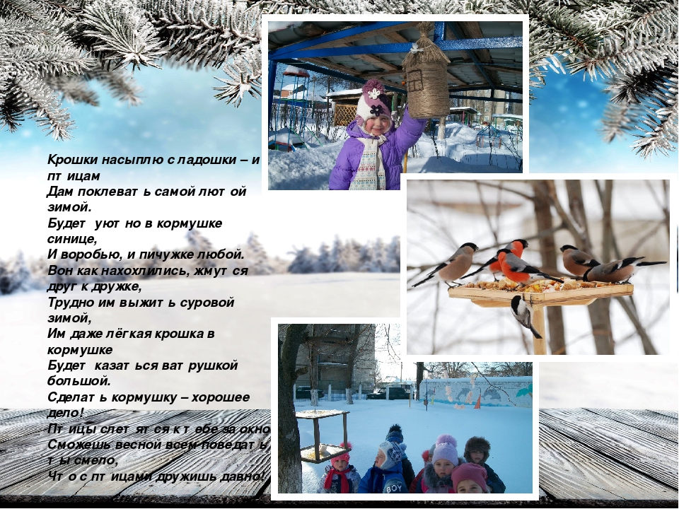 Презентация на тему "Акция Покормите птиц зимой"