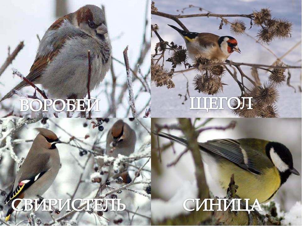 Презентация на тему "Весенние приметы"