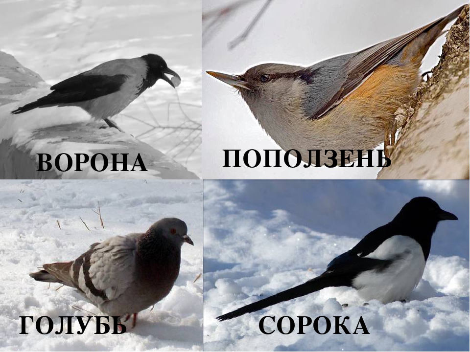 Презентация на тему "Весенние приметы"