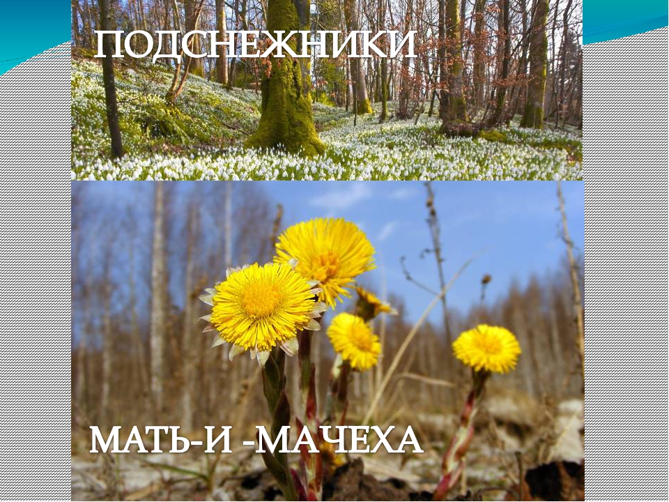 Презентация на тему "Весенние приметы"
