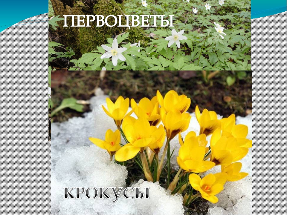 Презентация на тему "Весенние приметы"
