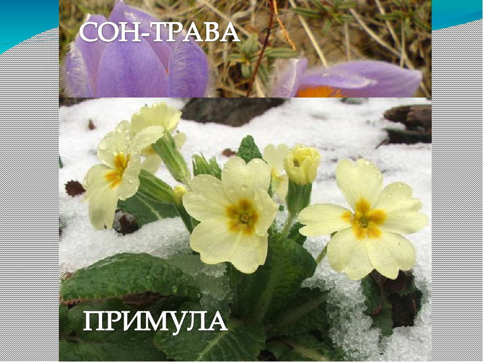 Презентация на тему "Весенние приметы"
