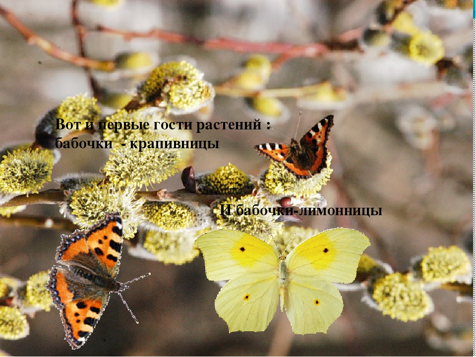 Презентация на тему "Весенние приметы"