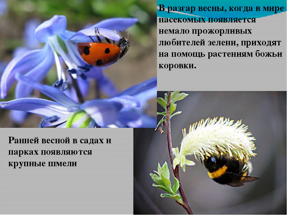 Презентация на тему "Весенние приметы"