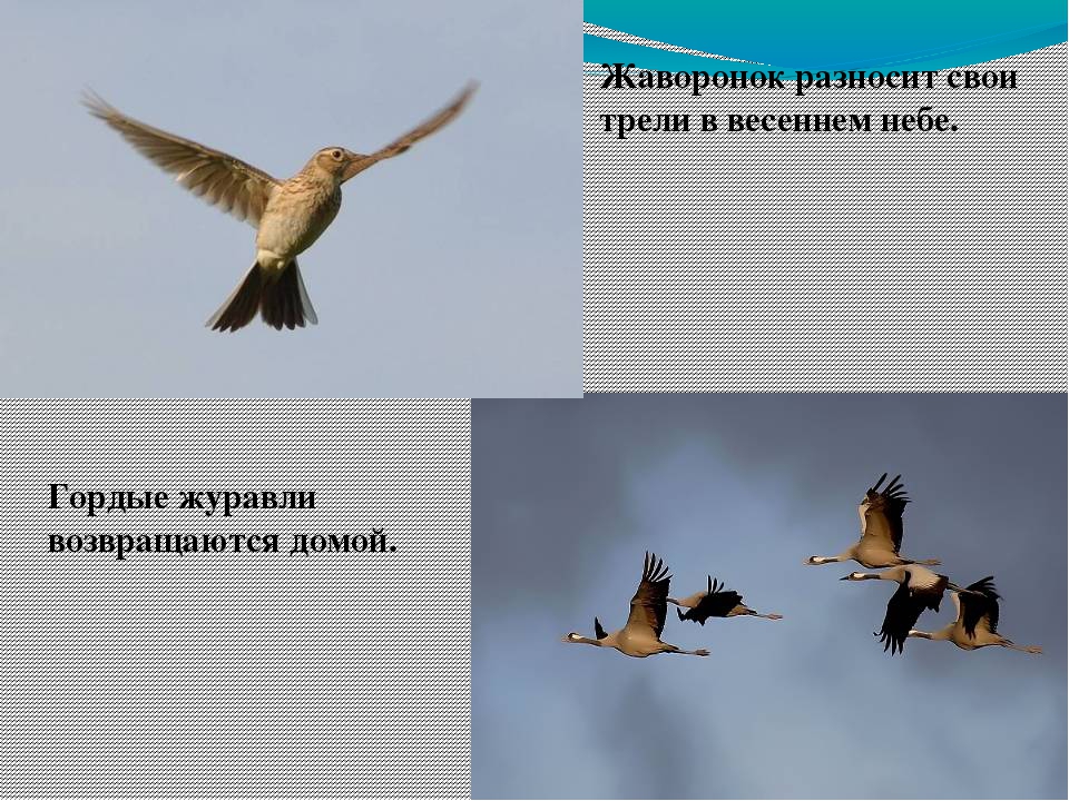 Презентация на тему "Весенние приметы"