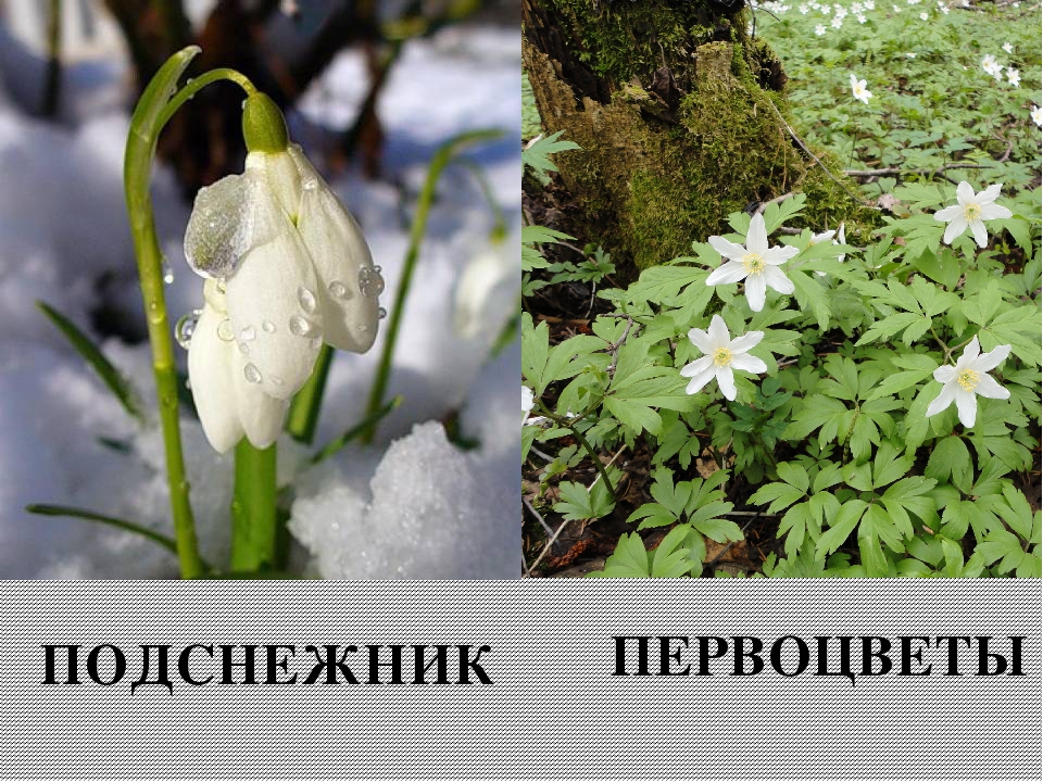 Презентация на тему "Весенние приметы"