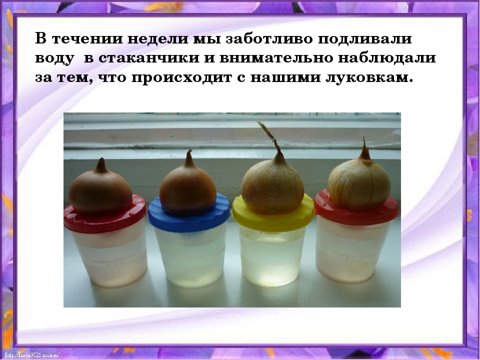 Презентация по организации познавательной деятельности "Зелёные пёрышки"