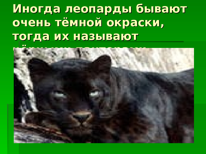 Хищные кошки Африки. Презентация