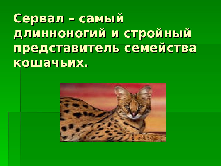 Хищные кошки Африки. Презентация