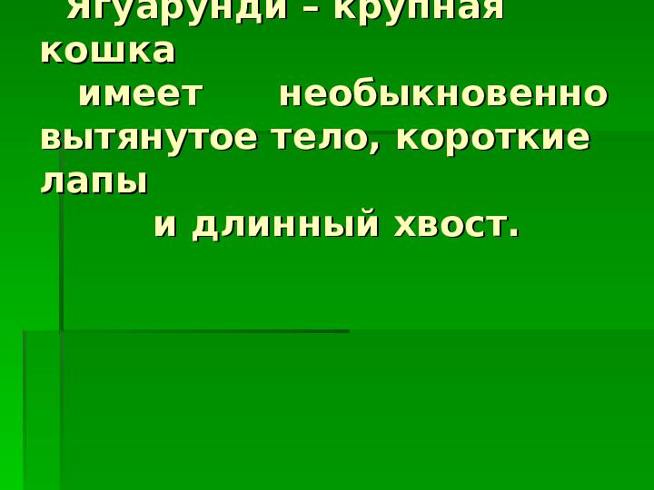 Хищные кошки Африки. Презентация