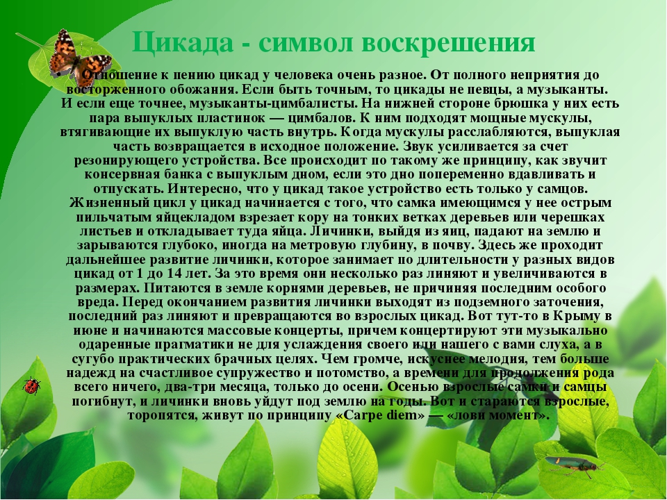 ПРЕЗЕНТАЦИЯ НА ТЕМУ «НАСЕКОМЫЕ КРЫМА»