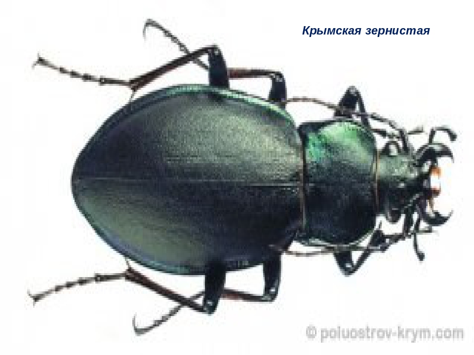 ПРЕЗЕНТАЦИЯ НА ТЕМУ «НАСЕКОМЫЕ КРЫМА»