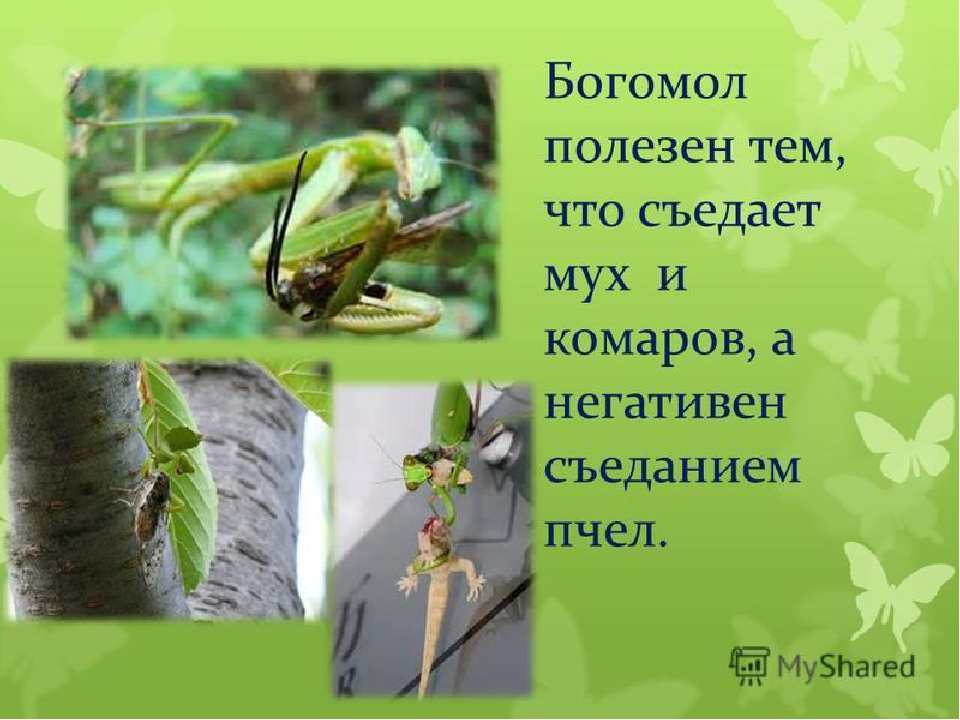 ПРЕЗЕНТАЦИЯ НА ТЕМУ «НАСЕКОМЫЕ КРЫМА»