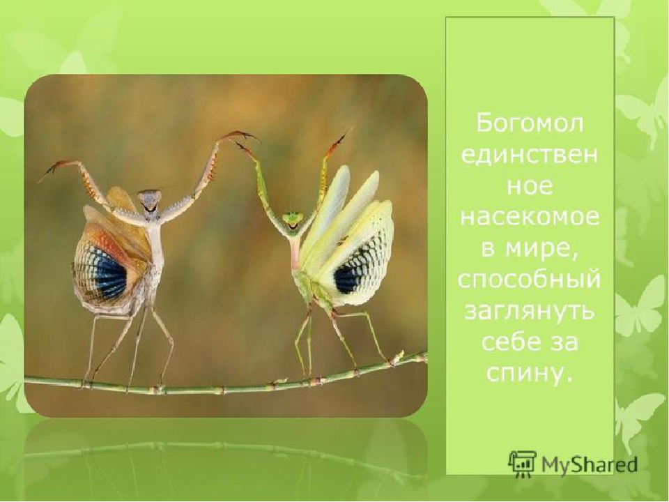 ПРЕЗЕНТАЦИЯ НА ТЕМУ «НАСЕКОМЫЕ КРЫМА»