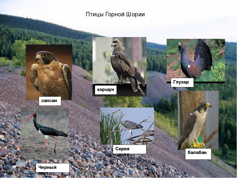 Презентация "Удивительный наш город"