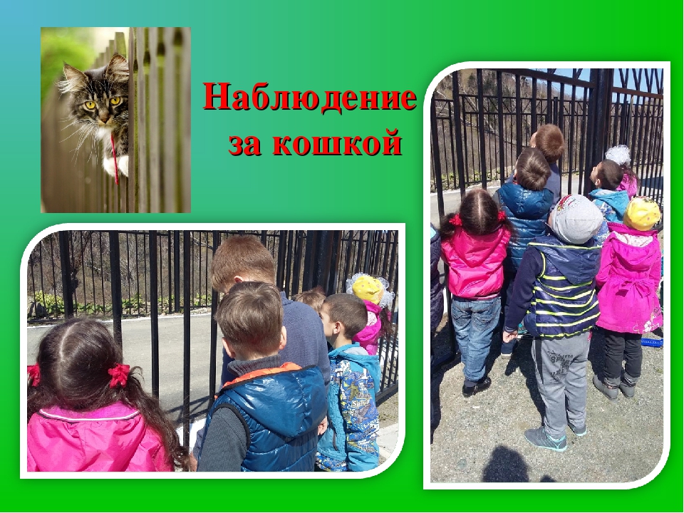 Презентация проекта "Домашние животные"