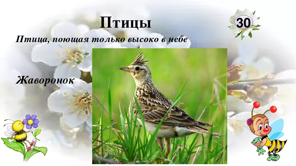 Интерактивная игра "Любители природы"