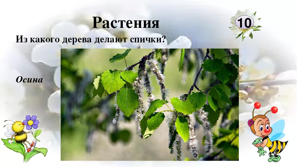 Из какого дерева делают. Из какого растения делают спички. Любители природы презентация. Из каких деревьев что делают. Из какого дерева делают спички.