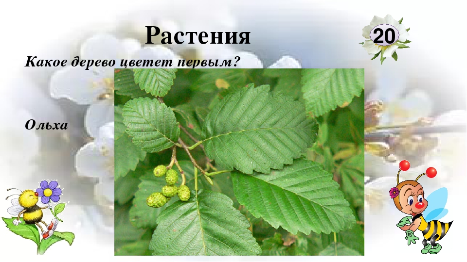Интерактивная игра "Любители природы"