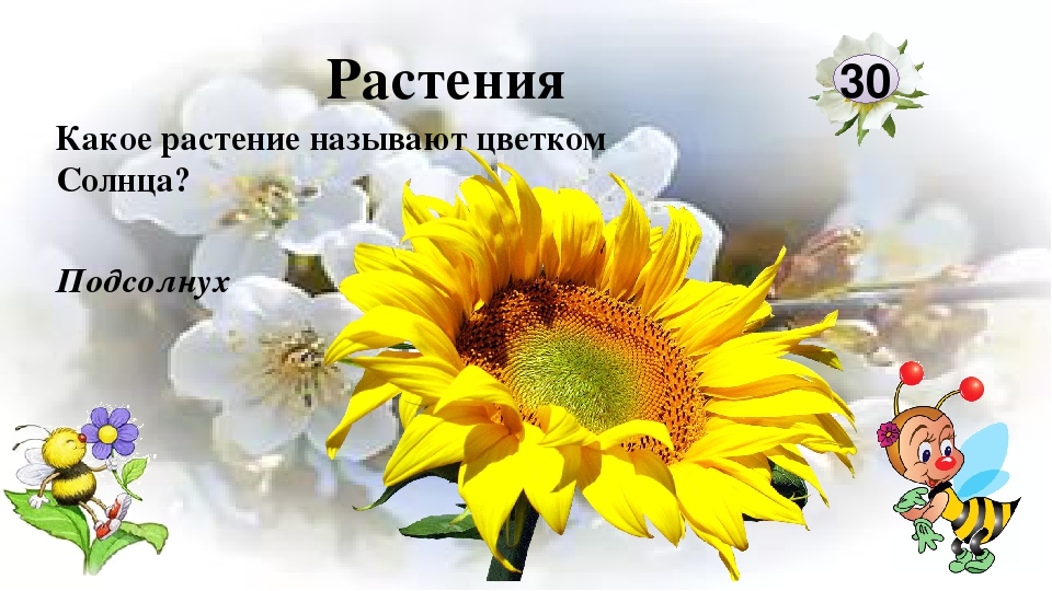 Интерактивная игра "Любители природы"