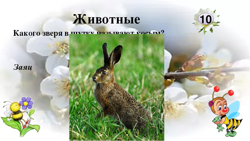 Интерактивная игра "Любители природы"