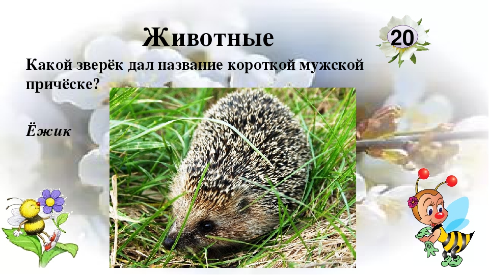 Интерактивная игра "Любители природы"