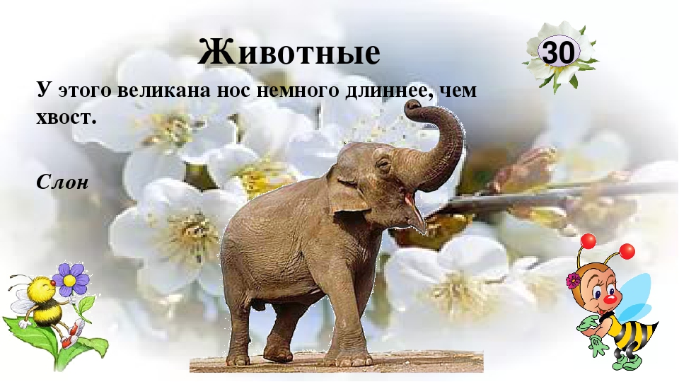 Интерактивная игра "Любители природы"