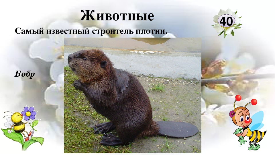 Интерактивная игра "Любители природы"