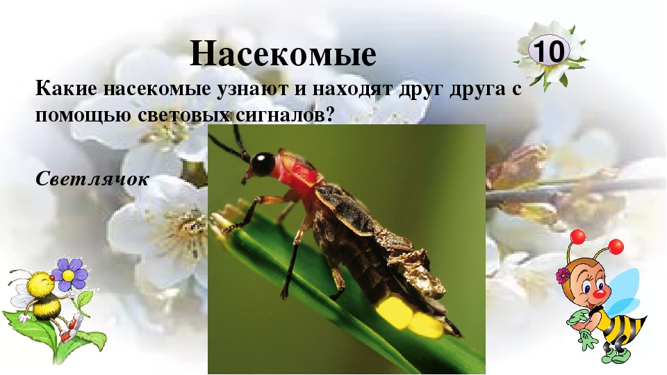 Интерактивная игра "Любители природы"
