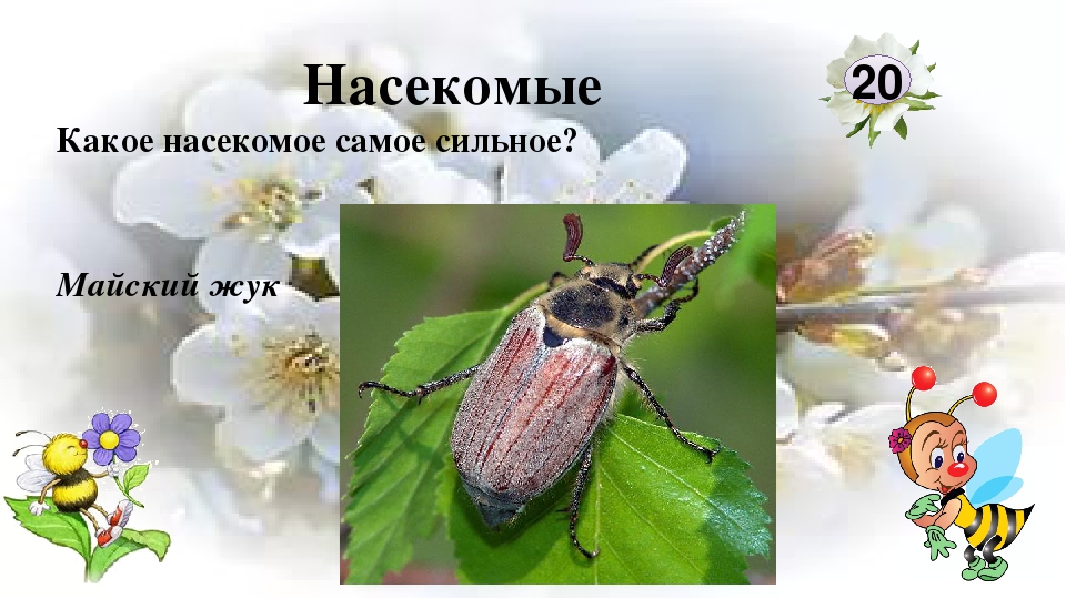 Интерактивная игра "Любители природы"
