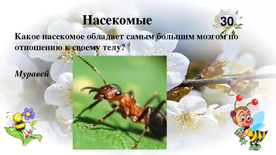 Интерактивная игра "Любители природы"