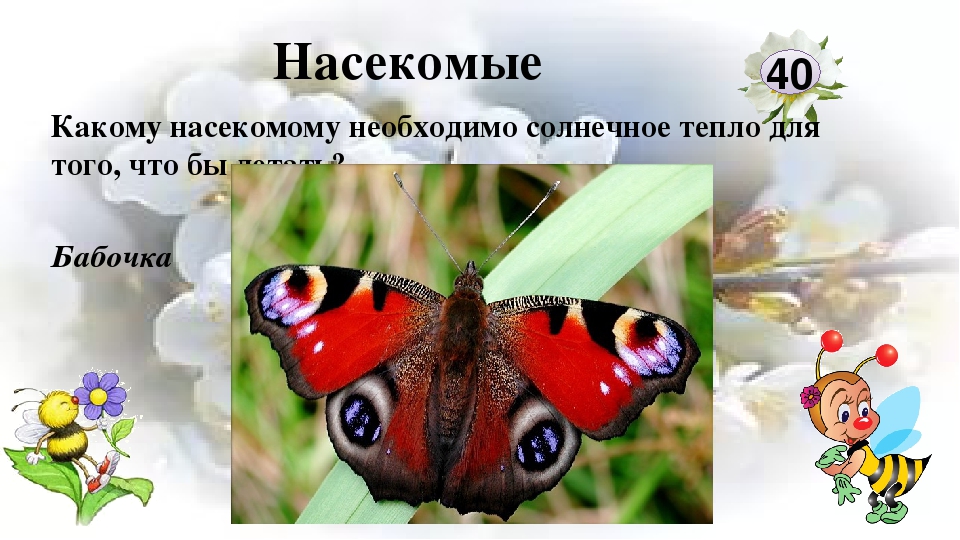 Интерактивная игра "Любители природы"