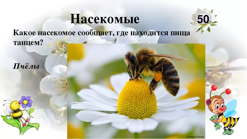 Интерактивная игра "Любители природы"
