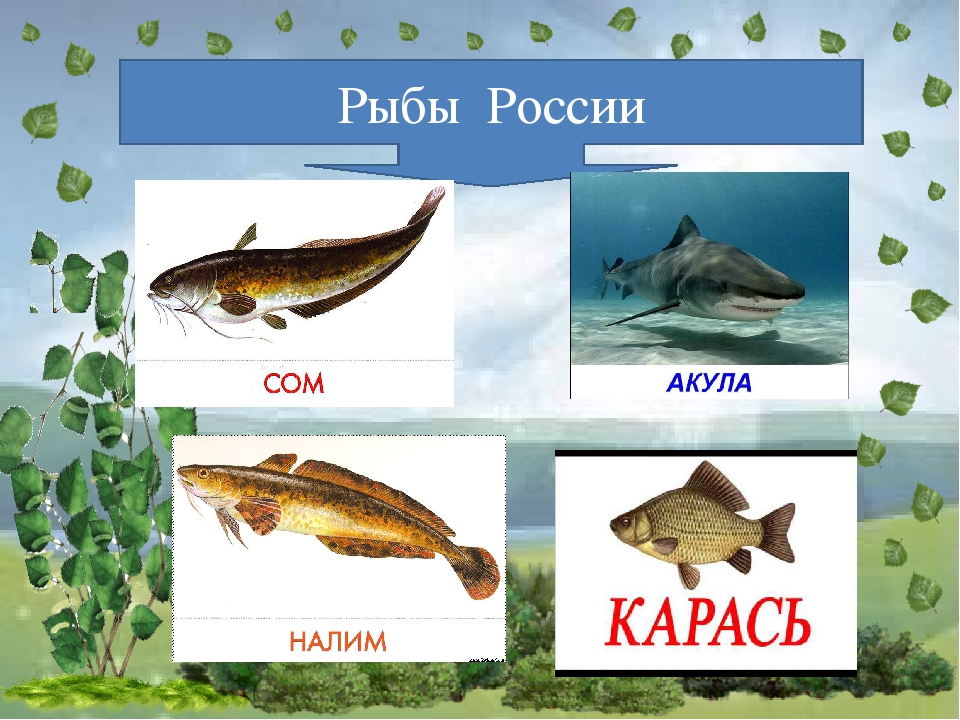 Тема рыбы. Четвертый лишний на тему рыбы. Морские и речные рыбы 1 класс. Игра четвертый лишний рыбы. «Кто лишний?» (Речные и морские рыбы).