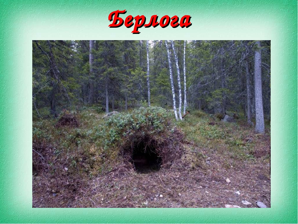 Развлечение по экологии "Праздник леса"