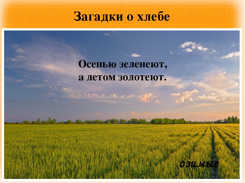 Презентация "Загадки и пословицы о хлебе"
