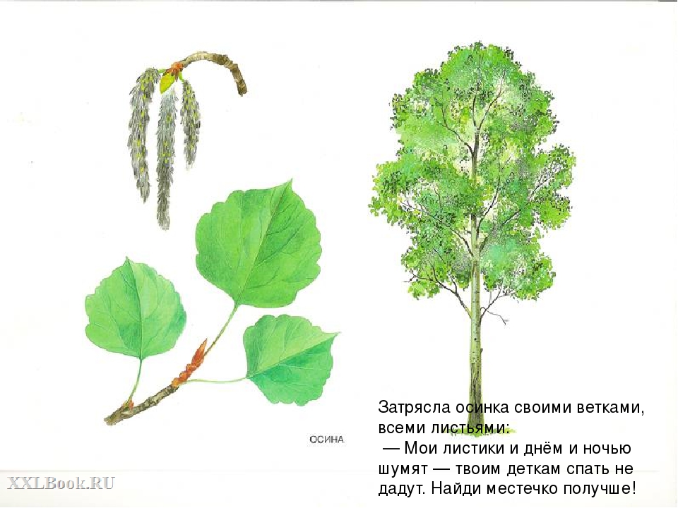 Презентация "Растения" по сказке